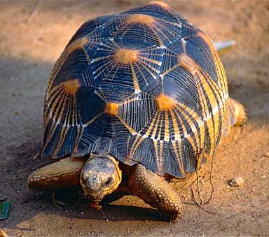 A Radiated Tortoise (Astrochelys radiata). Photo by Bernard Dupont licensed under the Creative Commons-Attribution Share-Alike 2.0-Generic-license