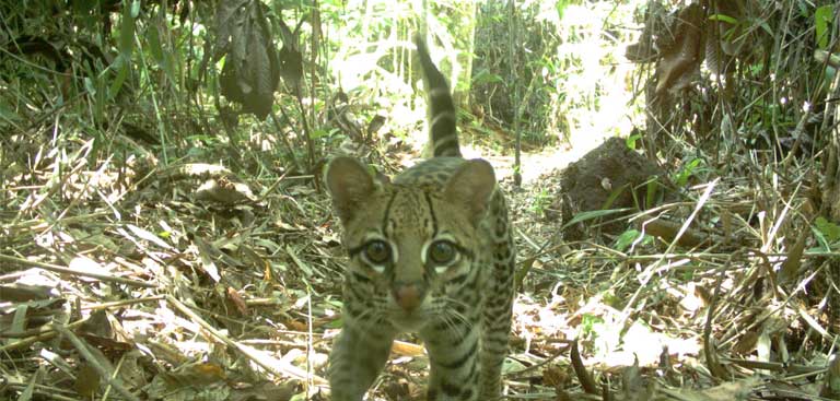 An Ocelot caught on a game camera during research at the Babina dam. Researchers found that cat species did very poorly on the newly created islands. Photo by Maíra Benchimol