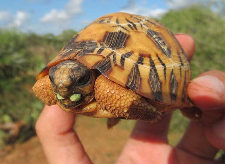 Baby radiata: Juvenile Radiated Tortoises are beautiful, and hence are smuggled out of Madagascar in large numbers for the illegal international pet trade. Photo courtesy of TSA