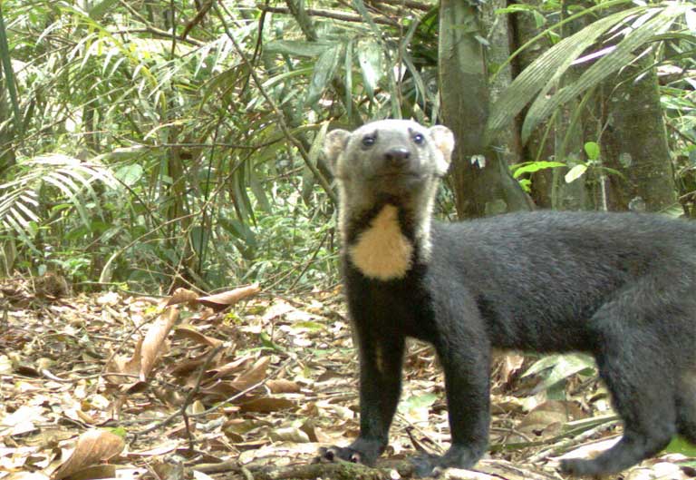 The Tayra (Eira barbara), an omnivorous animal from the weasel family, seen on a Babina research camera. The larger the animal, and the smaller the island, the more likely a species’ population was to crash. Photo by Maíra Benchimol