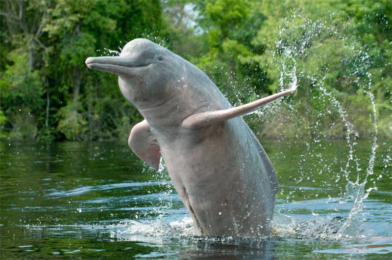 The rare sight of an Amazon River Dolphin leaping out of the water. The dolphins are playful and curious, and threatened by hydroelectric dams. Photo © kevinschafer.com