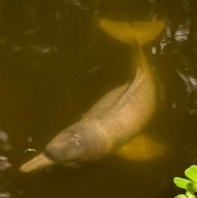 The Amazon River Dolphin is a freshwater species found in Brazil, Bolivia, Peru, Ecuador, Columbia and Venezuela. Current information is lacking on the conservation status of the species, which is impacted by hydroelectric dams. Photo © Mark Bowler