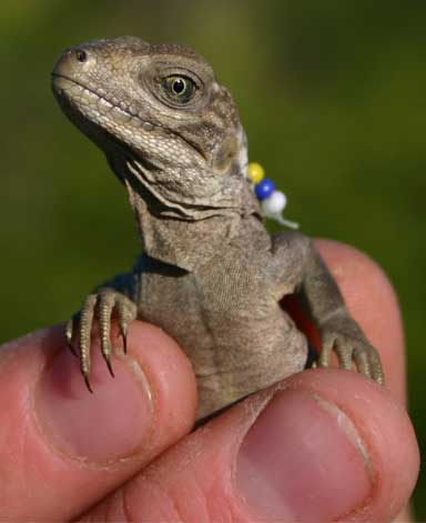 A glass bead tag like this one sported by a yearling — color-coded to a numbering system —allows researchers to quickly identify an individual iguana without having to recapture them, and avoiding the risk of injury. Each iguana is also injected with a PIT tag that can be scanned. Photo by Lee Pagni 