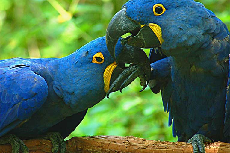 An estimated ten Hyacinth Macaw’s were trafficked through Santa Cruz markets between 2004 and 2005, although now the trade in the species has diminished. They are still highly sought after in other Latin American markets and can sell for as much as $1,000 each. Photo by Travis Hightower/ Flickr Creative Commons Share alike 2.0 