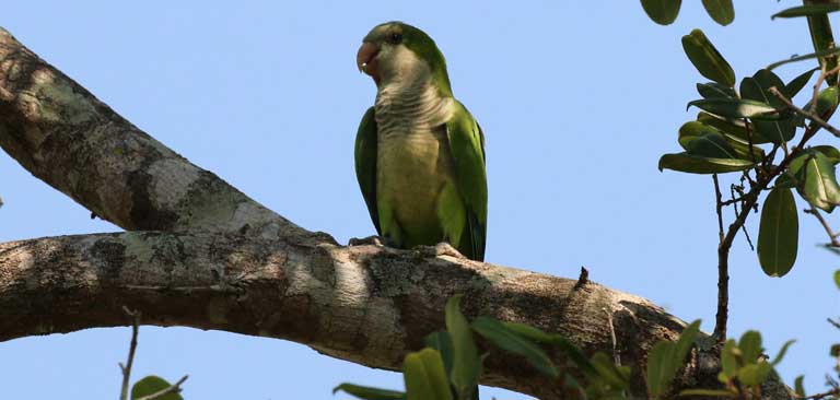 The fairly common Monk Parakeet (Myiopsitta monachus) is trafficked most in the Los Pozos market, followed by the Yellow-chevroned Parakeet (Brotogeris chiriri ) and the Turquoise-fronted Parrot (Amazona aestiva ). All are considered crop pest species. Photo by Charlesjsharp/Wikimedia Commons (CC BY-SA 4.0)