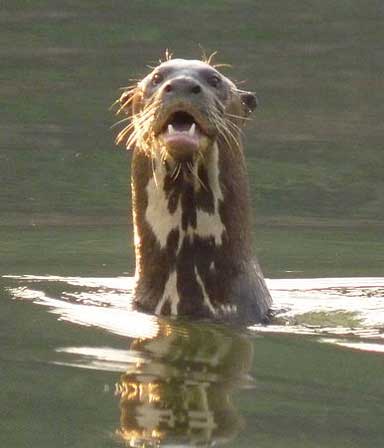 Giant river otter populations were much reduced at Balbina, with a similar impact likely at proposed Tapajós River Basin dams. Photo courtesy of www.Araguaia.org