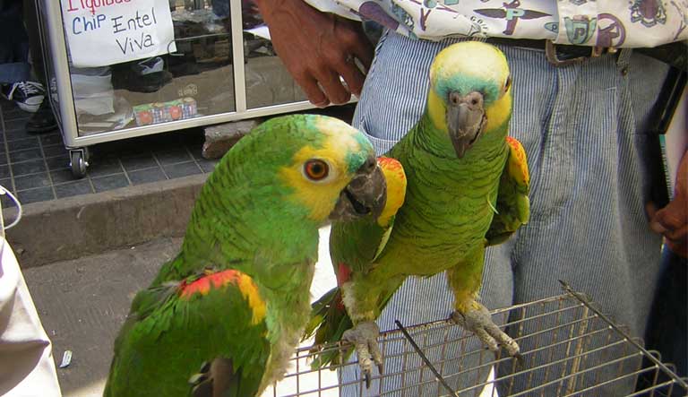 Parrots for sale at an open air market in Bolivia. Photo courtesy of Mauricio Herrera 