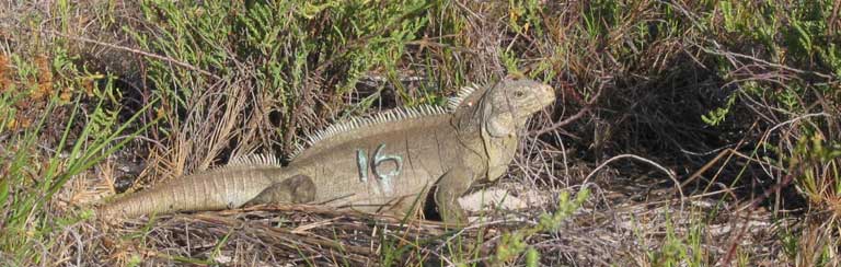 During the process of relocation for establishment of restoration populations, rock iguanas are given a non-toxic paint tag on their side that disappears after skin sloughing. This number allows researchers to observe and identify individual iguanas in the monitoring period immediately after reintroduction. Photo by Lee Pagni