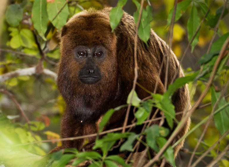A few adult Howler monkeys survived on Babina reservoir islands, but didn’t exist in big enough populations to reproduce. These animals lived out their lives alone, unable to perpetuate their species. Photo by Bart van Dorp licensed under the Creative Commons Attribution 2.0 Generic license