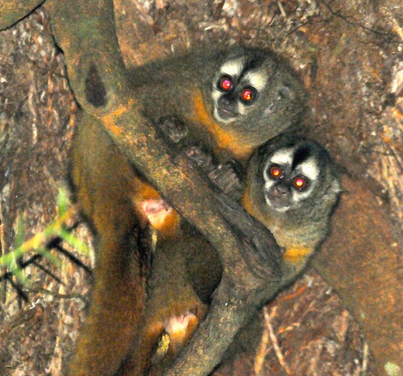 An Andean Night Monkey (Aotus miconax). Animals like this one are commonly kept in private homes in Peru as pets, though it is illegal to do so. Photo by Platyrrhinus licensed under the Creative Commons Attribution-Share Alike 3.0 Unported license