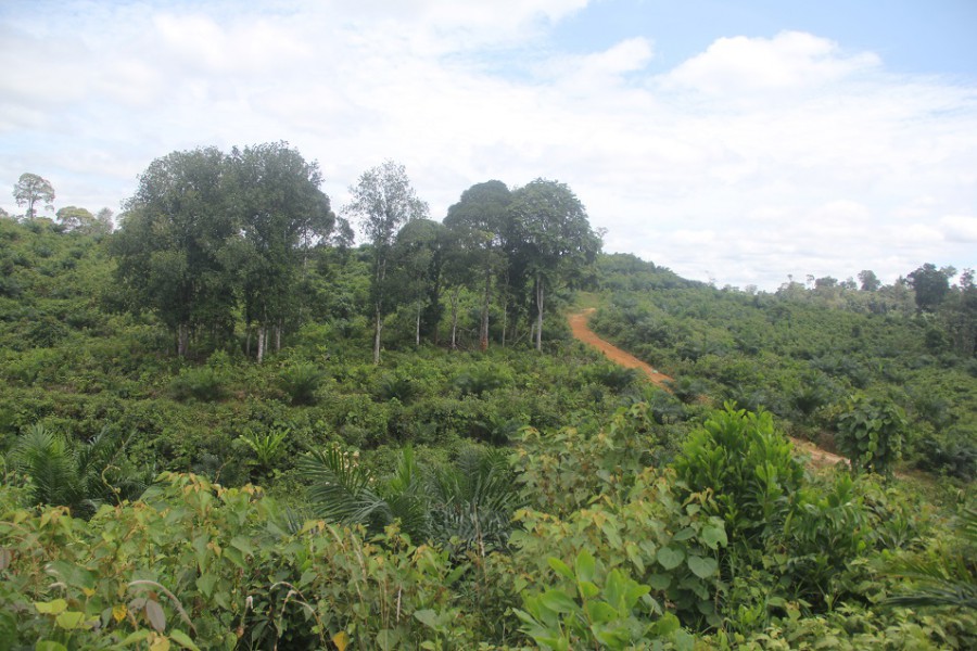 Top: Petrus Asuy stands in a grove that was protected by Tae people from the oil palm companies' bulldozers. Above: The grove from afar. Oil palm seedlings are growing on what Petrus says used to be Tae residents' farms. Photos by Philip Jacobson