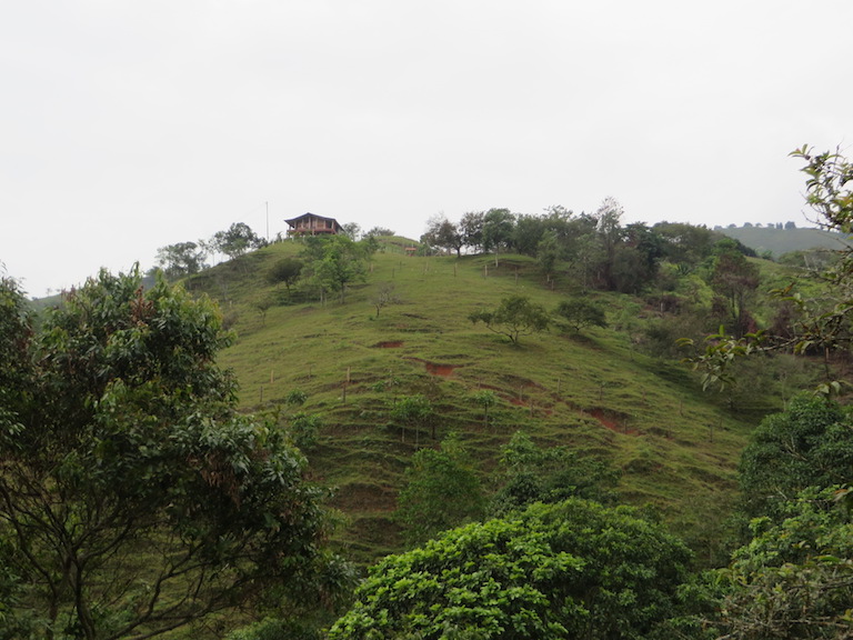 A farm in the Cauca Valley, Colombia, where the owner has planted trees as part of a watershed-wide project to improve both downstream water quality and farmers' productivity and livelihoods. Photo by the Natural Capital Project/Leah Bremer.