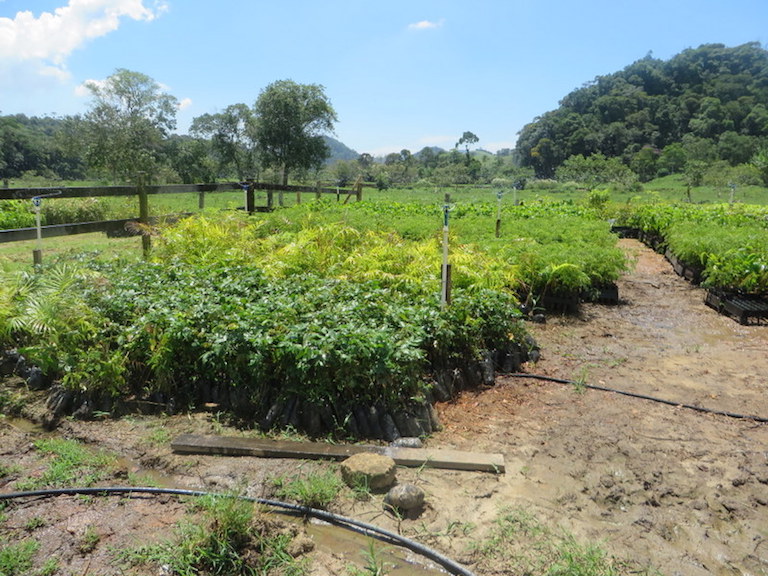 A nursery in Guandu, Brazil, where native trees are grown to restore riparian forest in areas critical for Rio de Janeiro's water supply. Landowners participating in the Guandu Water Producer Project receive payments for the area they enroll for protection or restoration. Photo by the Natural Capital Project/Leah Bremer.