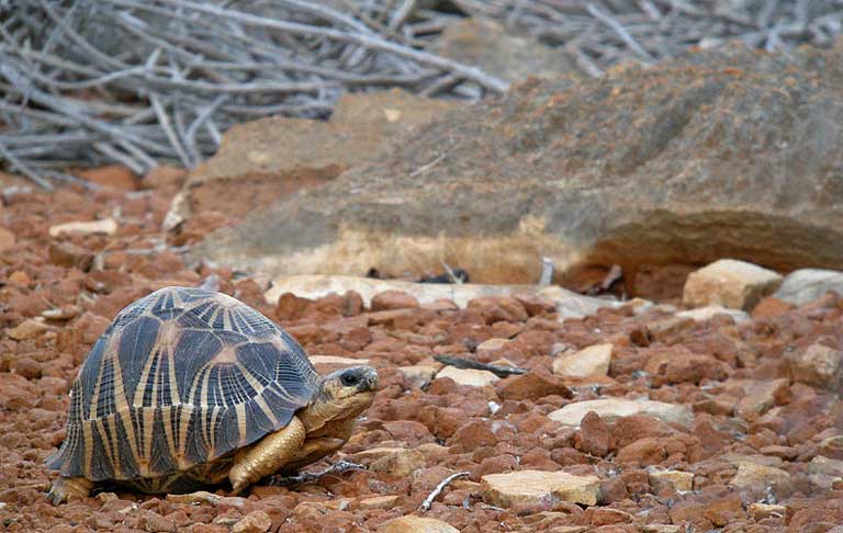 A Radiated Tortoise traverses a barren landscape, an easy target for poachers. Photo by Frank Vassen licensed under the Creative Commons Attribution 2.0 Generic license