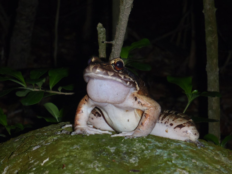 The critically endangered giant ditch frog (Leptodactylus fallax), is the focus of Durrell’s flagship amphibian conservation project. Known locally as the mountain chicken, it is native to the Caribbean islands of Dominica and Montserrat. This is a male mountain chicken calling on a rock. Photo by S.L. Adams.