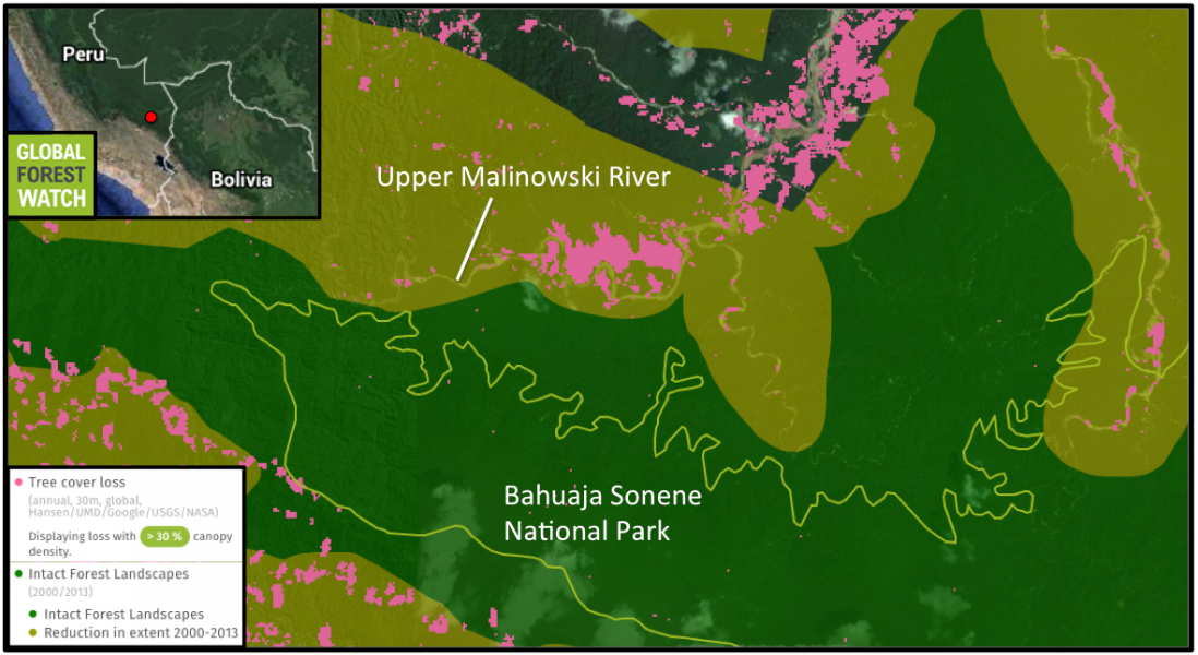 Global Forest Watch shows spindles of mining-caused deforestation reaching into Intact Forest Landscapes and protected areas like Bahuaja Sonene National Park. Most of the tree cover loss shown occurred over just the last few years.