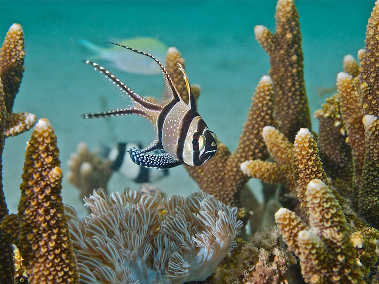 A Banggai cardinalfish, recently listed as threatened under the Endangered Species Act, swims in its native range in the Banggai Islands of Sulawesi, Indonesia. Photo by Ret Talbot.