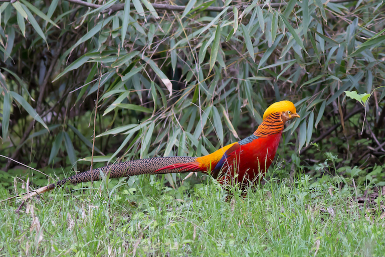 A golden pheasant photographed in Tangjiahe Nature Reserve, Sichuan, China. Photo by Jean-Marie Hullot/Flickr.