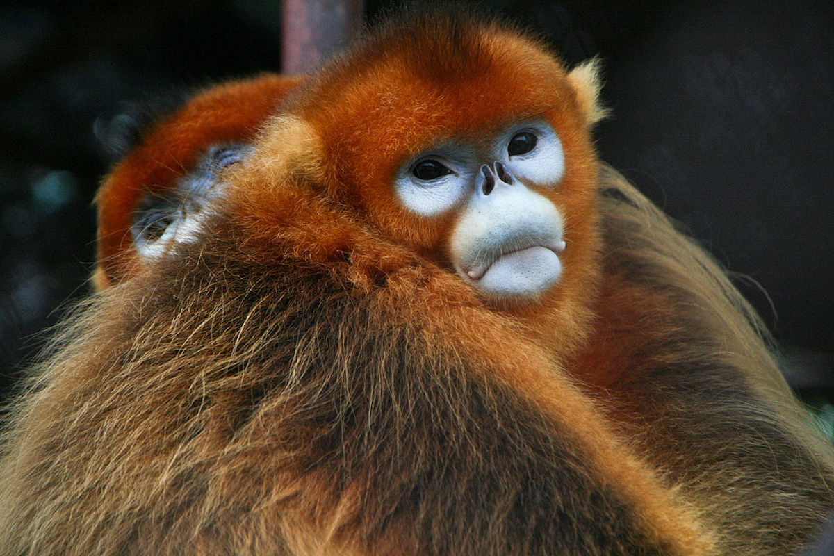 Golden snub-nosed monkeys in captivity near Xi'an, China. The species is listed as Endangered by the IUCN. Photo by Jack Hynes/Wikimedia Commons. 