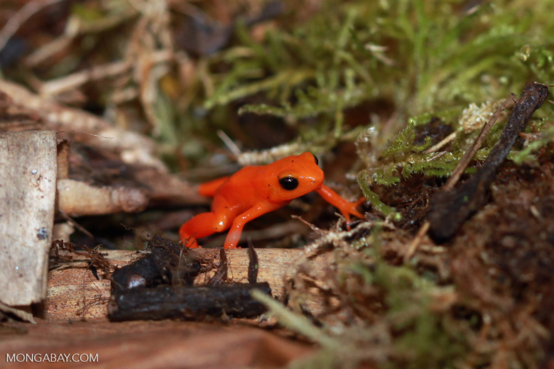Hundreds of unique amphibian species are found only in Madagascar, such as the Golden Mantella (Mantella aurantiaca). Photo by Rhett A. Butler
