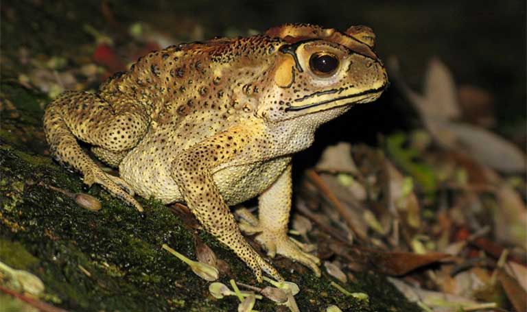 Asian toads (Duttaphrynus melanostictus) invading northwestern Madagascar continue to provide opportunities for Bd introduction. Photo by Lokionly under the terms of the GNU Free Documentation License, Version 1.2