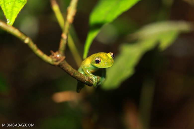 The Green Bright-eyed Frog (Boophis viridis), endemic to Madagascar rhett butler