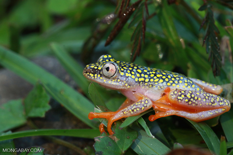 A White Spotted Reed Frog (Heterixalus alboguttatus), one of Madagascar’s 500 known frog species. It is currently listed as a species of Least Concern by the IUCN. But if the Bd fungus became widesperead in Madagascar, it along with many other frog species, could quickly become threatened. Photo by Rhett A. Butler 