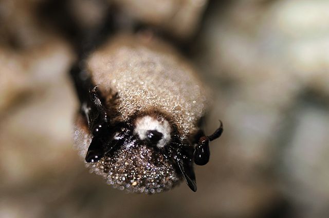 A Little Brown Bat with white-nose syndrome in the U.S. Photo courtesy of USFWS