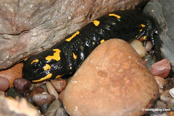 The European fire salamander. Photo by Rhett A. Butler