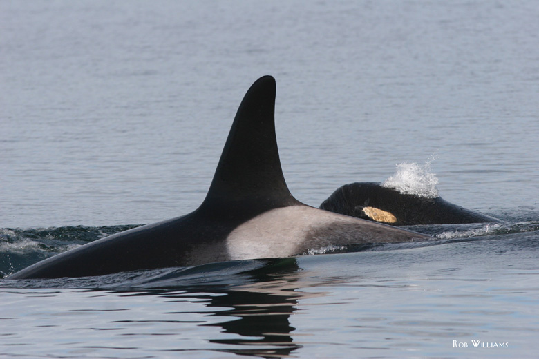 Mother killer whale with her baby. Photo by Dr. Rob Williams.