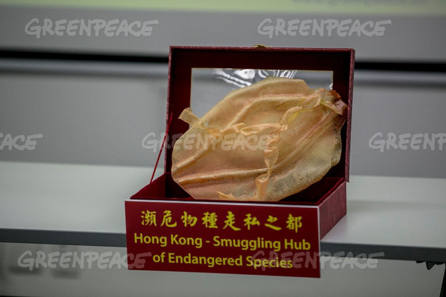 Fish maw of totoaba on display during the press conference by Greenpeace East Asia. Photo by Greenpeace/ Sudhanshu Malhotra. 