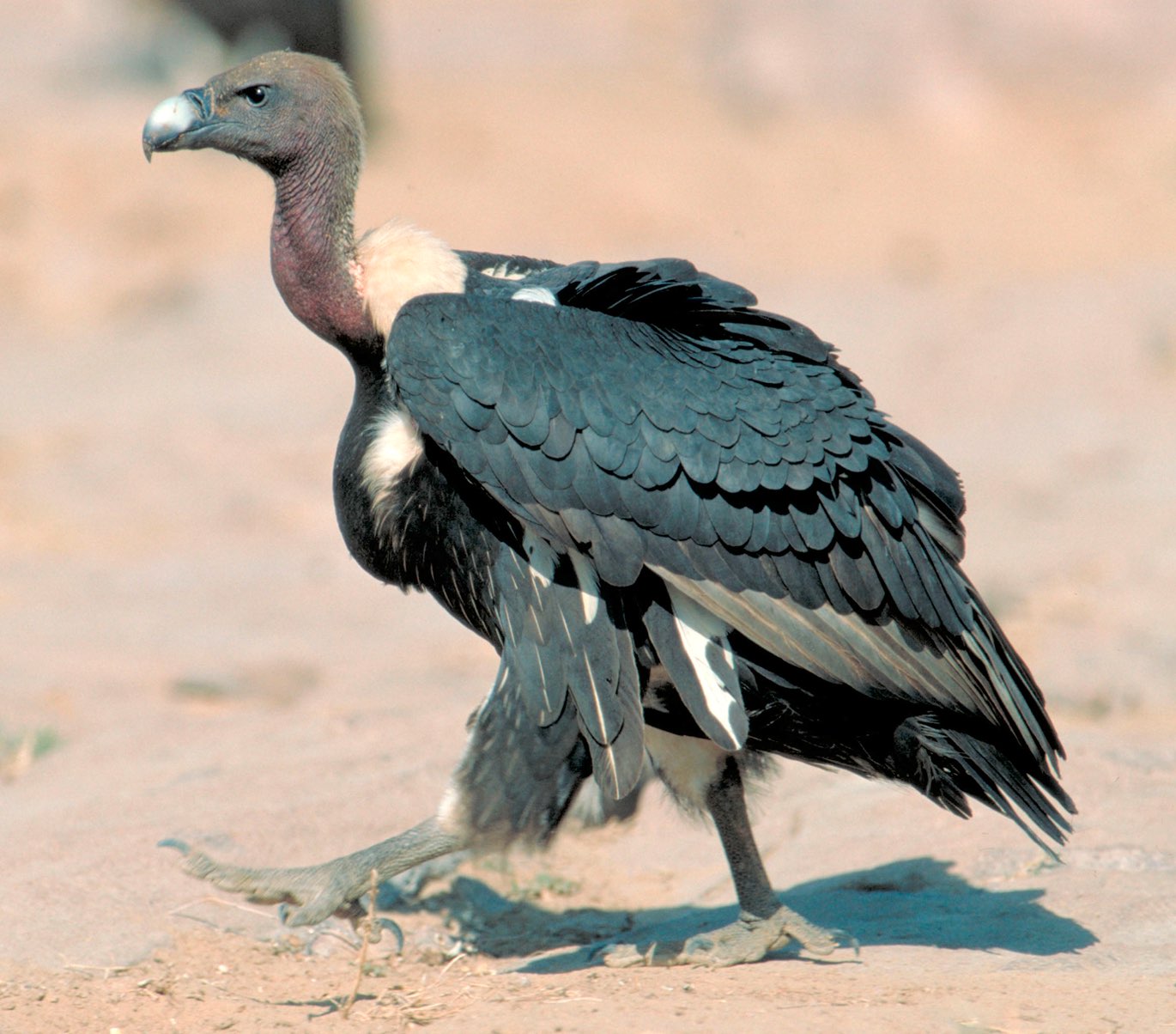 Oriental white-backed vultures have suffered catastrophic declines in India. Photo by Goran Ekstrom, Wikimedia Commons, CC by 2.5