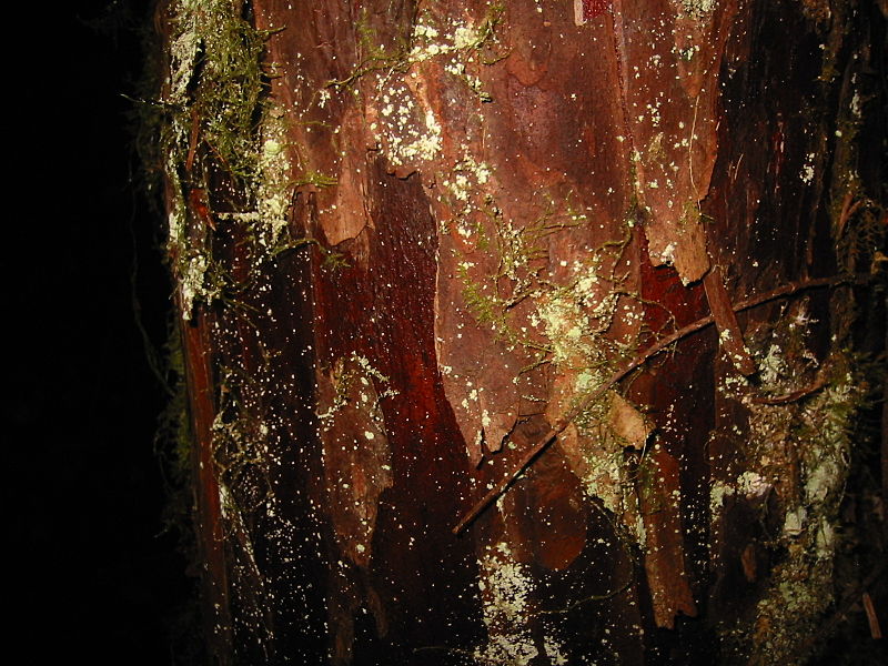 Pacific Yew Tree bark. Taxol, an anti-cancer drug component, is derived from the bark of yew trees.  Photo by Walter Siegmund, Wikimedia commons, CC by 2.5.