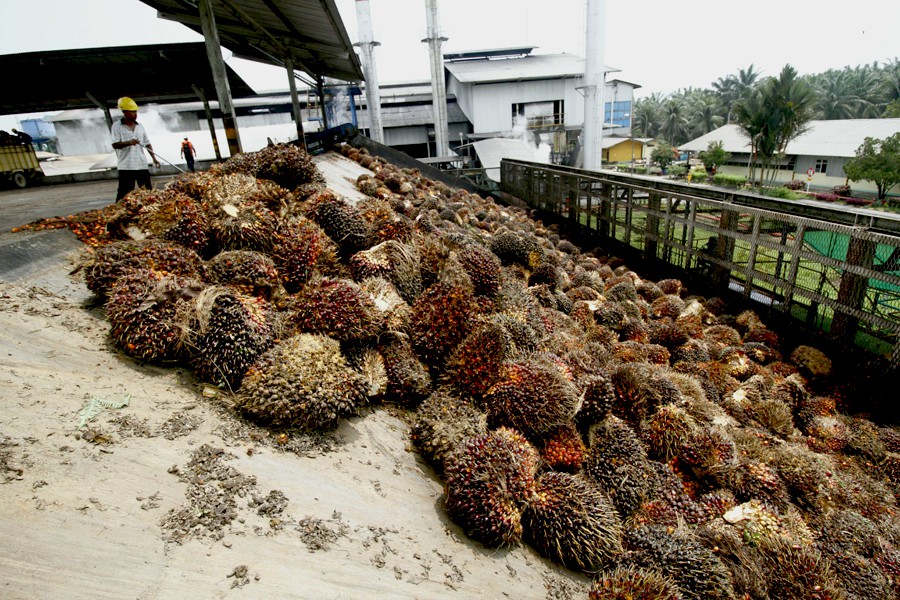 Oil palm fruit in Aceh Singkil. Plantations are expanding across Indonesia's Aceh province. Photo by Junaidi Hanafiah