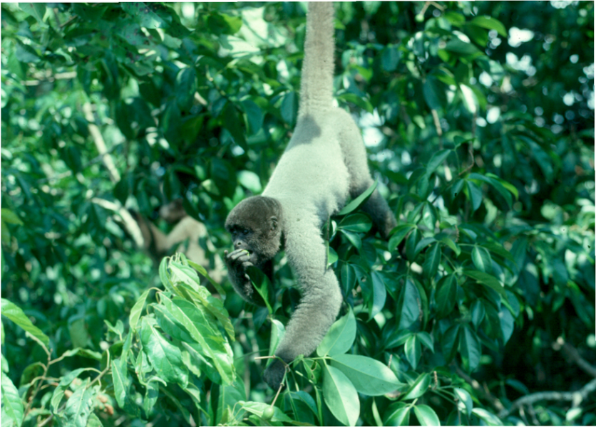 Photo 3. Grey Woolly Monkey (Lagothrix cana)