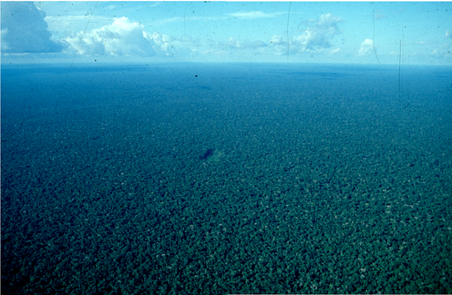 Photo 4. Example of an overhunted but otherwise intact Amazonian forest_bmp