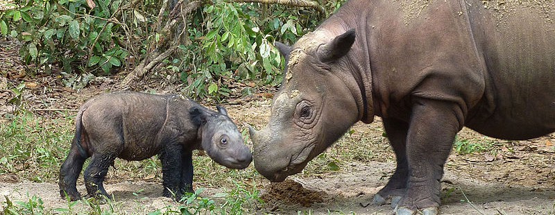 Sumatran rhinos at a sanctuary in Lampung, Sumatra. Photo courtesy of the International Rhino Foundation