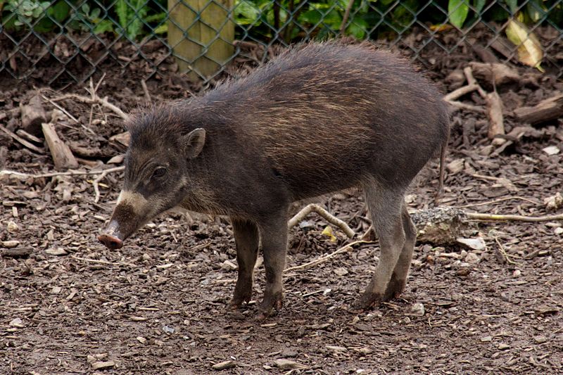 Critically endangered species like the Visayan Warty Pig may not look as beautiful as a tiger or a lion, but needs protection too.