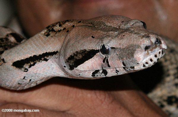 A boa constrictor in Belize, commonly known as a wowla by locals. Photo by Rhett Butler.