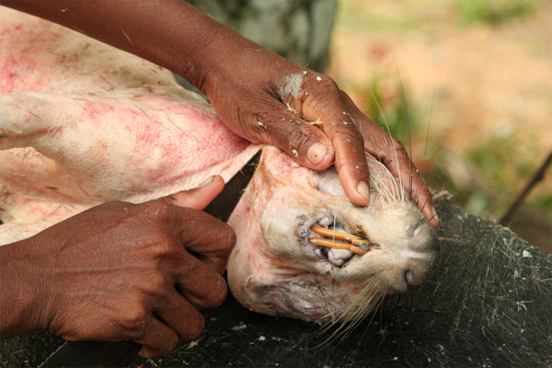 A paca carcass being prepared for cooking on the Maues River, Amazonas State. Photo by Luke Parry.