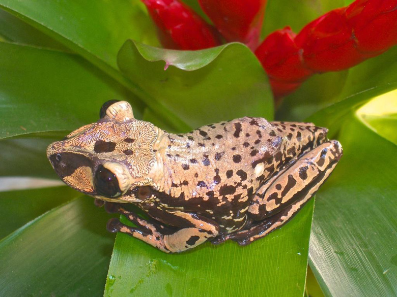 A parasphenodon brunoi is another casque headed tree frog that packs killer spines on its head. Photo by Carlos Jared.