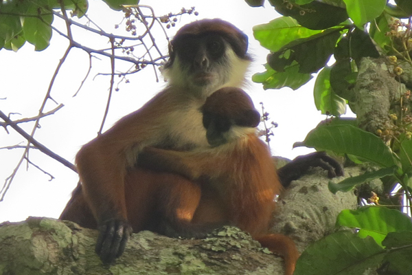 Detail from the world’s first photo of Bouvier’s red colobus (Piliocolobus bouvieri) taken early March 2015 in the Ntokou-Pikounda National Park in the Republic of Congo. The photo shows an adult female with offspring. Photo by: Lieven Devreese. 