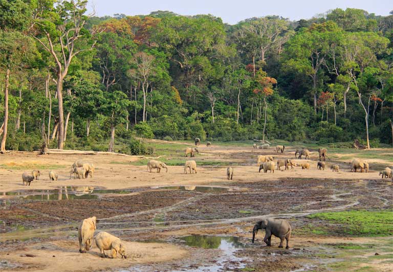 Forest elephants (Loxodonta cyclotis) in Dzanga Bai, a forest clearing in Dzanga Sangha Protected Area, CAR. Photo by Carlos Drews / WWF