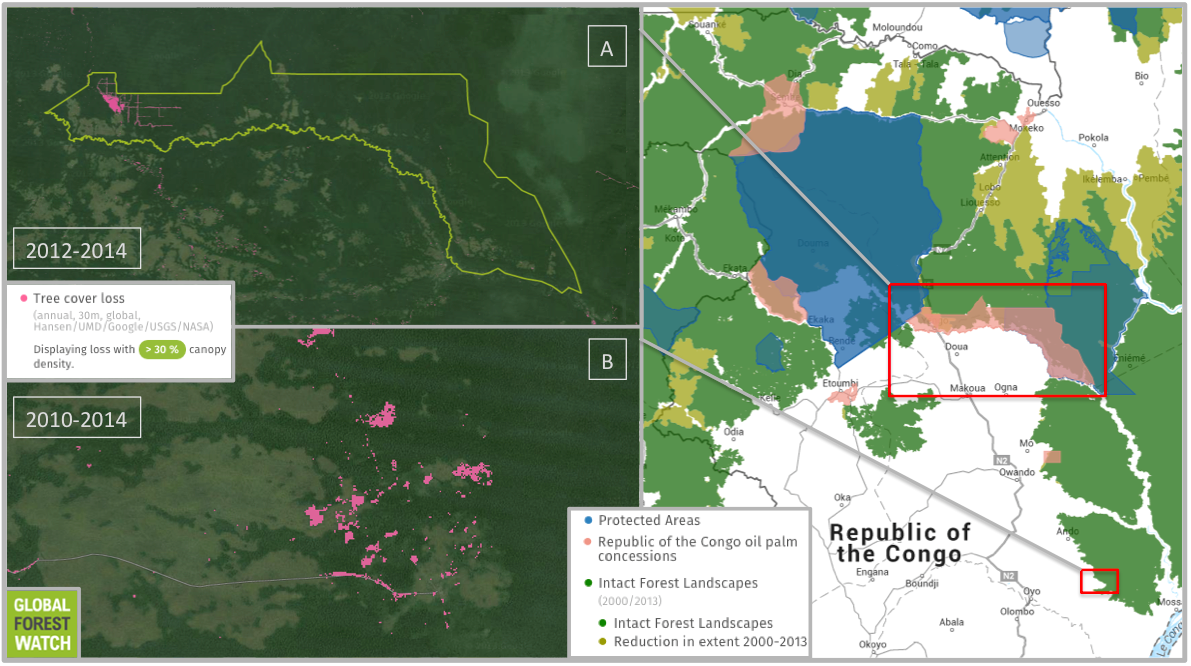 One of the large palm oil concessions owned by Atama (A) is 191,000 hectares (737 square miles) in size and occupies expansive swaths of connected, undisturbed primary forest called Intact Forest Landscapes (IFLs). Data from Global Forest Watch indicate deforestation is ramping up in this concession, which lost around 1,500 hectares (5.8 square miles) of tree cover in 2012, 2013, and 2014. That averages out to 500 hectares (1.9 square miles) per year. The previous 11 years (2001 through 2011) lost a combined 329 hectare (1.27 square mile - or 30 hectares (0.1 square miles) per year. Another Atama concession earmarked for palm oil production previously occupied a region to the south, but the project was subsequently abandoned. However, Global Forest Watch does show tree cover loss has occurred in the area in the last few years (B). In particular, a road and associated deforestation pushed towards an IFL in 2013 and 2014, which is when the area was designated an official concession. Map courtesy of Global Forest Watch