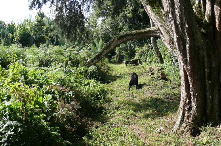 A Bwindi gorilla among eucalyptus. The Bwindi Impenetrable National Park is home to nearly half the world’s remaining mountain gorillas. Photo by Nicole Seiler