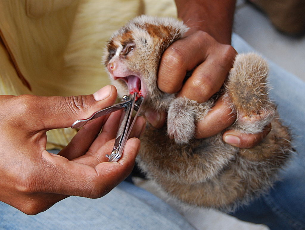 Since slow lorises are venomous, the team suspects that some owners may be removing the animal’s teeth. Photo by International Animal Rescue (IAR), from Wikimedia Commons CC BY-SA 1.0