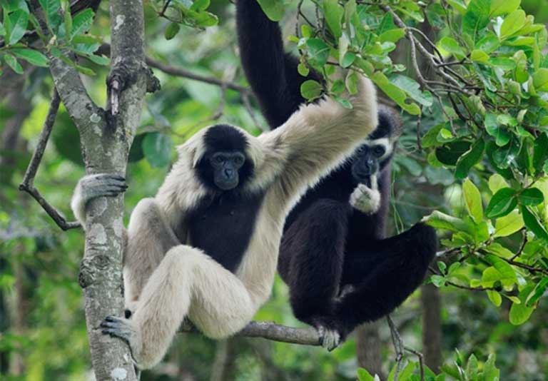 Female (left) and male (right) Pileated Gibbon. Photo © Jeremy Holden / WildLife Alliance