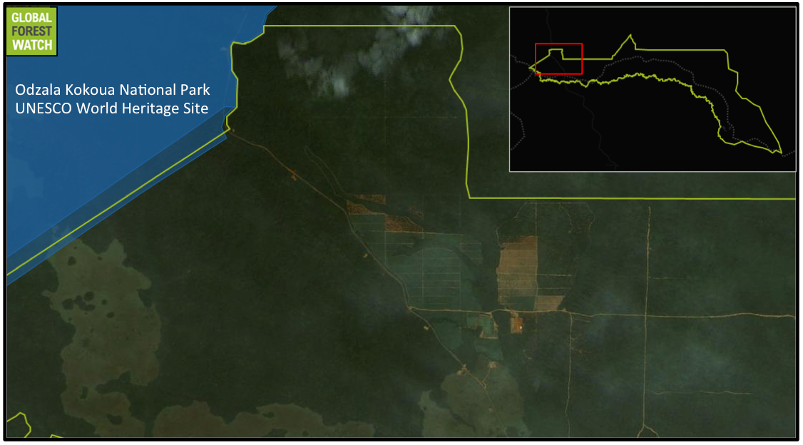 Satellite imagery obtained in December 2015 shows the tree cover loss in the largest Atama concession took place in areas now occupied by what appear to be tree plantations. These plantations are situated less than five kilometers (3.1 miles) from Odzala Kokoua National Park, a UNESCO World Heritage Site. Map by Global Forest Watch