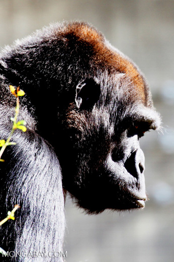 A female lowland gorilla. Photo by Rhett A. Butler