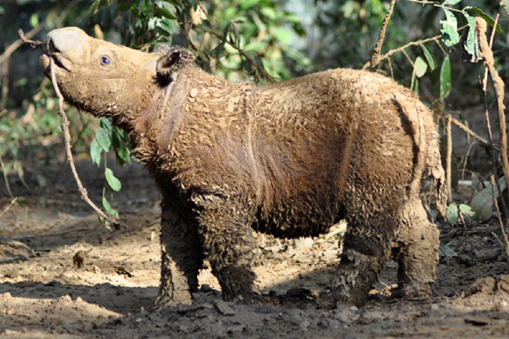 A young Andatu, the son of Andalas and Ratu, enjoys a mud bath. Photo courtesy of the Sumatran Rhino Sanctuary